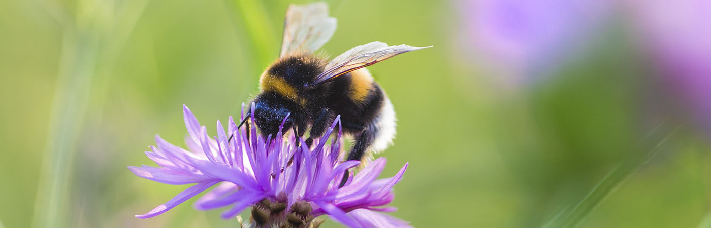 bee pollinating a flower