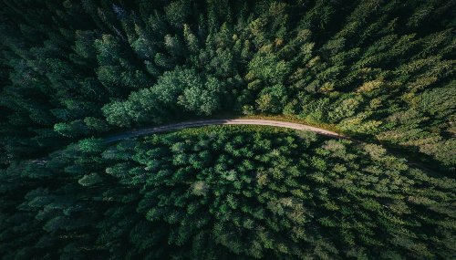 Birds-eye view of a woodland.