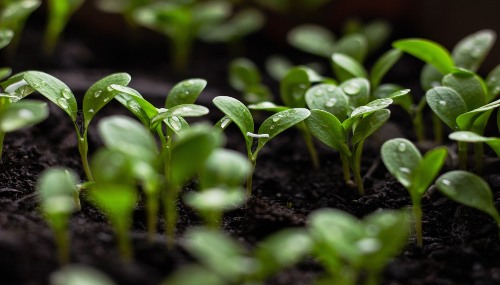 Raindrops on small spring seedlings