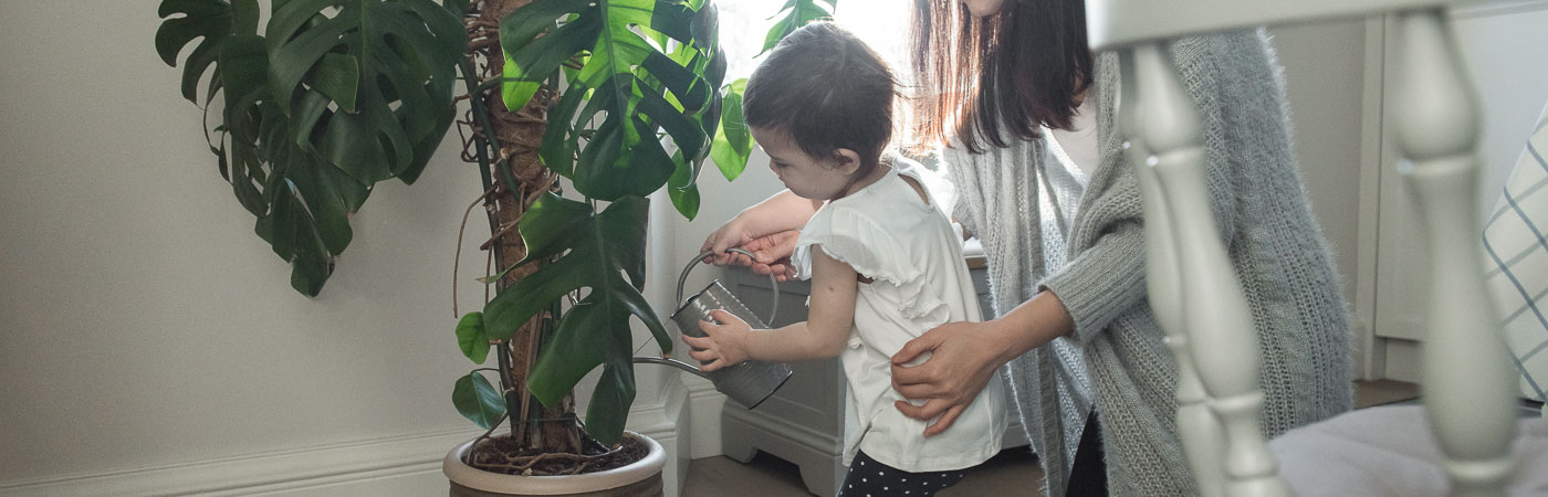 A little girl waters a big houseplant with a watering can.